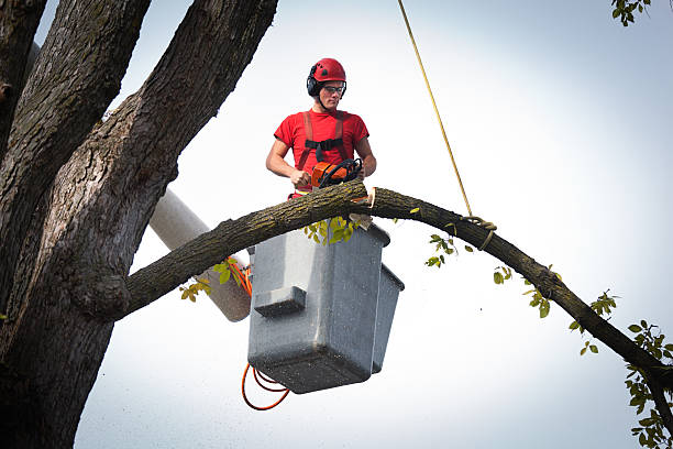 Best Tree Preservation Services  in Pittsburg, KS