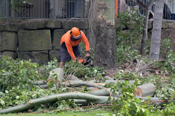 How Our Tree Care Process Works  in  Pittsburg, KS