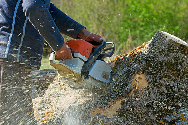 Best Tree Risk Assessment  in Pittsburg, KS