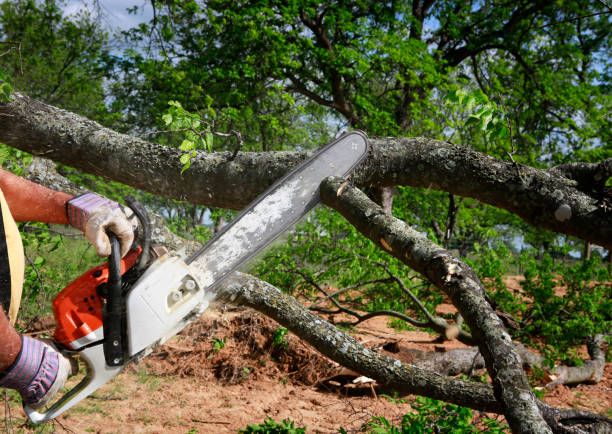 Trusted Pittsburg, KS Tree Care Services Experts